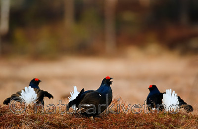 BB 06 0111 / Tetrao tetrix / Orrfugl